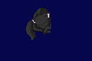 hollyleaf