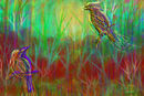 birds