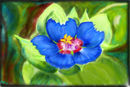 anagallis-arvensis