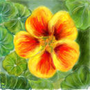 nasturtium nasturtium