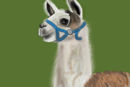 lama