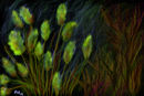 grasses