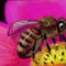 bee by Bamboo