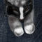 cat-x by Erny