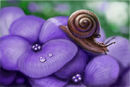 snail
