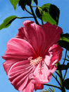 pink-hibiscus pink-hibiscus
