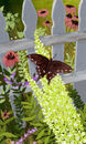 butterfly-garden butterfly-garden