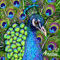 peacock by Bamboo