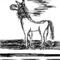 line-drawin-horse by animalsrock