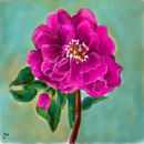 a-christ-rose a-christ-rose
