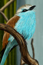 little-birdie little-birdie