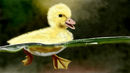the-little-swimming-du