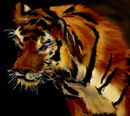tiger