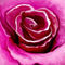 rose by fadwaangela
