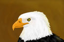 bold-eagle