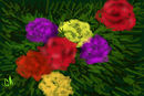portulaca