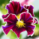 pansy pansy