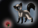 blackear-of-sparkclan blackear-of-sparkclan