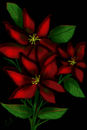 poinsettia
