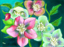 helleborus-orientalis-