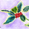 ilex-aureamarginata by ploiesteana