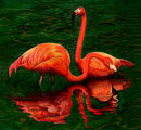 flamingos
