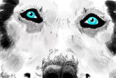 blue-eyes blue-eyes