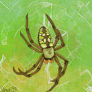 garden-spider
