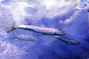 sardines-and-bluefish