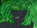 hollyleaf hollyleaf