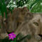 lions by bizzybee