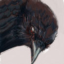 bird-2012
