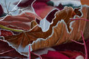 winter-leaves
