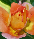 a-rose-of-a-different-