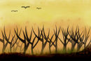 sunset-forest