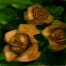 apricot-rose apricot-rose