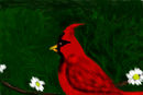 red-bird red-bird