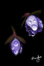 dew