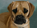 puggles puggles