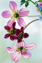dangling-pink-flowers