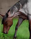 curious-horse