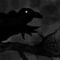 crow-or-raven by Spacegirl711