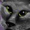 grey-cat-on-a-purple-b by nedeeb