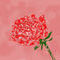 roses-1 by chillicake