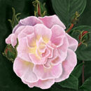 pink-floral