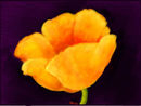 a-big-california-poppy