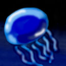 jellyfish-tutorial