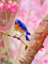 blue-bird blue-bird