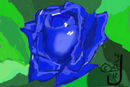 blue-rose