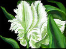 greenwhite-tulip